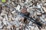 Нож "Shaman" Crucible CPM S30V G-10 229GPBK от Spyderco фото 11 &mdash; Kknife