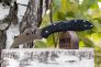 Нож "Delica 4" VG-10 Black FRN 11FSWCBK от Spyderco фото 7 &mdash; Kknife