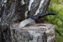Нож "Voyager Extra Large Vaquero Plain Edge" AUS 10A Grivory 29AXV от Cold Steel фото 13 &mdash; Kknife